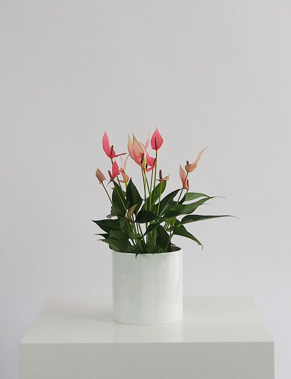 Vase blanc porcelaine limoges